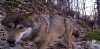 Husky pomáhá: Prales dětem